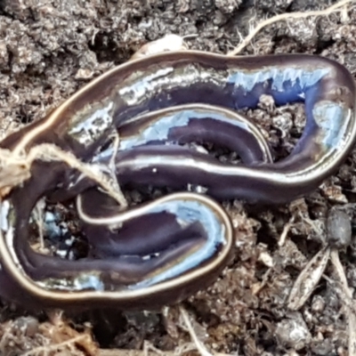 Caenoplana coerulea (Blue Planarian, Blue Garden Flatworm) at O'Connor, ACT - 1 Jun 2021 by tpreston