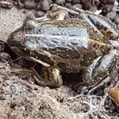 Limnodynastes tasmaniensis (Spotted Grass Frog) at Bruce Ridge - 1 Jun 2021 by trevorpreston