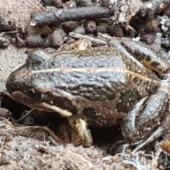 Limnodynastes tasmaniensis at O'Connor, ACT - 1 Jun 2021