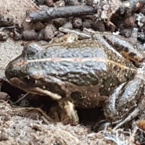 Limnodynastes tasmaniensis at O'Connor, ACT - 1 Jun 2021 10:23 AM