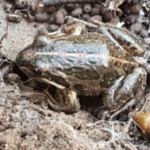 Limnodynastes tasmaniensis at O'Connor, ACT - 1 Jun 2021 10:23 AM