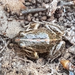 Limnodynastes tasmaniensis at O'Connor, ACT - 1 Jun 2021 10:23 AM