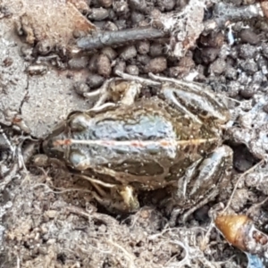 Limnodynastes tasmaniensis at O'Connor, ACT - 1 Jun 2021 10:23 AM