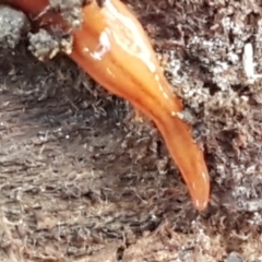 Anzoplana trilineata (A Flatworm) at Bruce, ACT - 1 Jun 2021 by tpreston