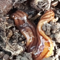 Anzoplana trilineata (A Flatworm) at Bruce Ridge - 1 Jun 2021 by trevorpreston