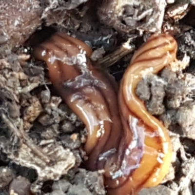 Anzoplana trilineata (A Flatworm) at Bruce Ridge - 1 Jun 2021 by trevorpreston