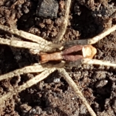 Argoctenus vittatus (Wandering Ghost Spider) at Bruce Ridge - 1 Jun 2021 by trevorpreston