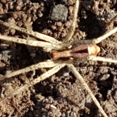 Argoctenus vittatus at O'Connor, ACT - 1 Jun 2021