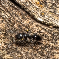 Ochetellus sp. (genus) (Black House Ant) at Woodstock Nature Reserve - 1 Jun 2021 by Roger