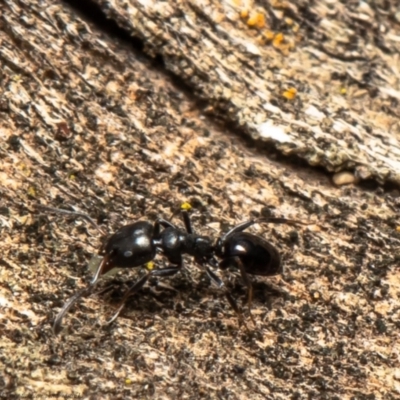 Ochetellus sp. (genus) (Black House Ant) at Woodstock Nature Reserve - 1 Jun 2021 by Roger
