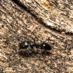 Ochetellus sp. (genus) (Black House Ant) at Holt, ACT - 1 Jun 2021 by Roger