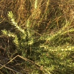Melichrus urceolatus (Urn Heath) at Bruce, ACT - 30 May 2021 by JohnGiacon