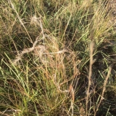 Austrostipa scabra (Corkscrew Grass) at University of Canberra - 30 May 2021 by jgiacon
