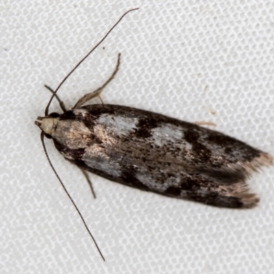 Eusemocosma pruinosa (Philobota Group Concealer Moth) at Melba, ACT - 9 Nov 2020 by Bron