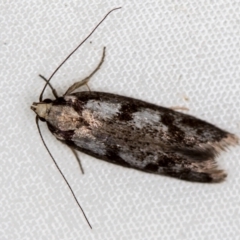 Oecophoridae (family) (Unidentified Oecophorid concealer moth) at Melba, ACT - 9 Nov 2020 by Bron