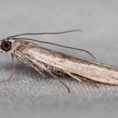 Phycitinae (subfamily) (A snout moth) at Melba, ACT - 9 Nov 2020 by Bron
