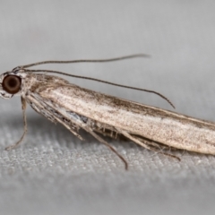 Phycitinae (subfamily) (A snout moth) at Melba, ACT - 9 Nov 2020 by Bron