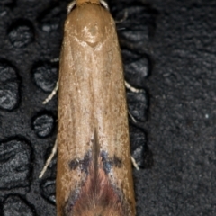 Tachystola hemisema (Chezela Group) at Melba, ACT - 9 Nov 2020 by Bron