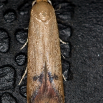 Tachystola hemisema (A Concealer moth) at Melba, ACT - 9 Nov 2020 by Bron