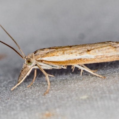 Ptochostola microphaeellus (A Crambid moth) at Melba, ACT - 9 Nov 2020 by Bron