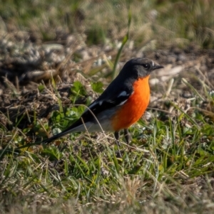 Petroica phoenicea at Kowen, ACT - 30 May 2021