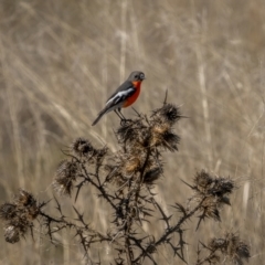 Petroica phoenicea at Kowen, ACT - 30 May 2021