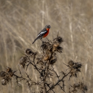 Petroica phoenicea at Kowen, ACT - 30 May 2021 11:41 AM