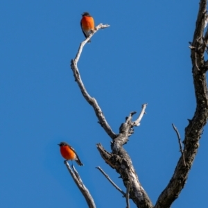 Petroica phoenicea at Kowen, ACT - 30 May 2021