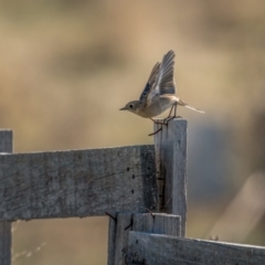 Petroica phoenicea at Kowen, ACT - 30 May 2021 11:41 AM