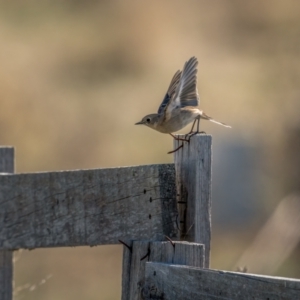 Petroica phoenicea at Kowen, ACT - 30 May 2021