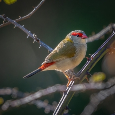 Neochmia temporalis (Red-browed Finch) at Kowen, ACT - 30 May 2021 by trevsci