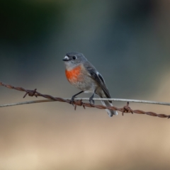 Petroica boodang (Scarlet Robin) at Kowen, ACT - 30 May 2021 by trevsci