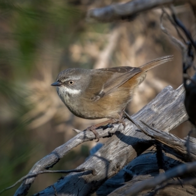 Sericornis frontalis (White-browed Scrubwren) at Kowen, ACT - 30 May 2021 by trevsci