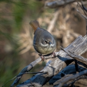 Sericornis frontalis at Kowen, ACT - 30 May 2021