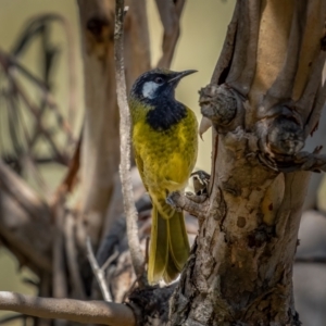 Nesoptilotis leucotis at Kowen, ACT - 30 May 2021 12:51 PM