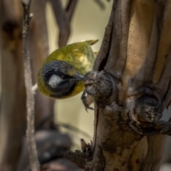 Nesoptilotis leucotis at Kowen, ACT - 30 May 2021