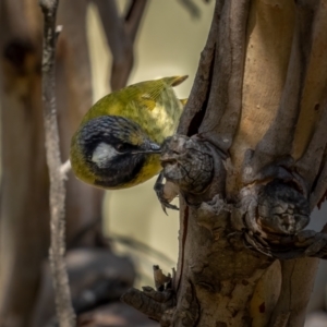 Nesoptilotis leucotis at Kowen, ACT - 30 May 2021