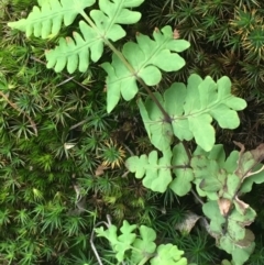 Histiopteris incisa (Bat's-Wing Fern) at Campbell, ACT - 1 Jun 2021 by JaneR