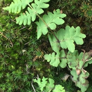 Histiopteris incisa at Campbell, ACT - suppressed