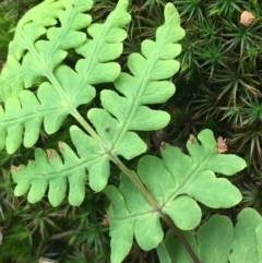 Histiopteris incisa at Campbell, ACT - suppressed