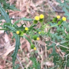 Senecio bathurstianus (Rough Fireweed) at Mount Ainslie - 1 Jun 2021 by JaneR