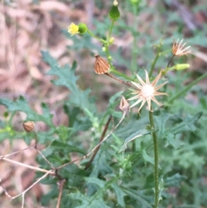 Senecio bathurstianus at Majura, ACT - 1 Jun 2021