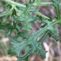 Senecio bathurstianus at Majura, ACT - 1 Jun 2021