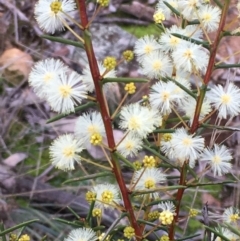 Acacia genistifolia (Early Wattle) at Mount Ainslie - 1 Jun 2021 by JaneR