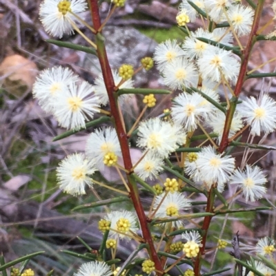 Acacia genistifolia (Early Wattle) at Majura, ACT - 1 Jun 2021 by JaneR