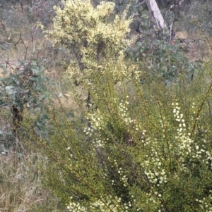 Acacia genistifolia at Majura, ACT - 1 Jun 2021