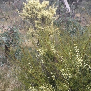 Acacia genistifolia at Majura, ACT - 1 Jun 2021 04:14 PM