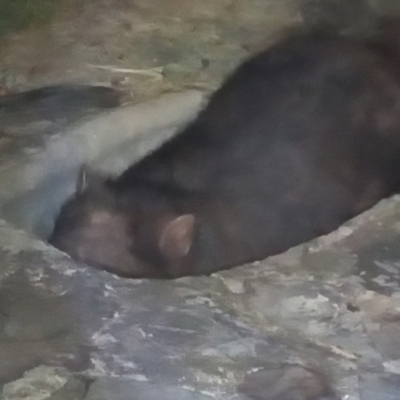 Vombatus ursinus (Common wombat, Bare-nosed Wombat) at Point Hut Pond - 1 Jun 2021 by michaelb