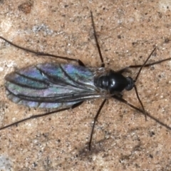 Bibionomorpha (infraorder) (Unidentified Gnat, Gall Midge or March Fly) at Ainslie, ACT - 20 Aug 2020 by jbromilow50