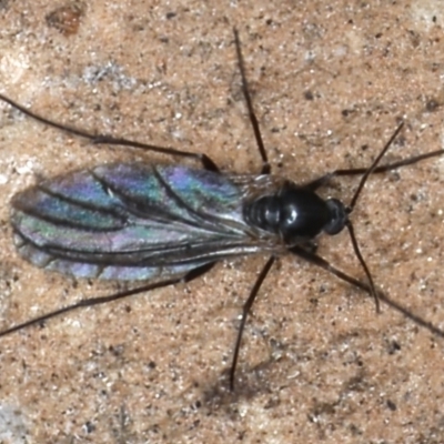 Bibionomorpha (infraorder) (Unidentified Gnat, Gall Midge or March Fly) at Ainslie, ACT - 20 Aug 2020 by jbromilow50